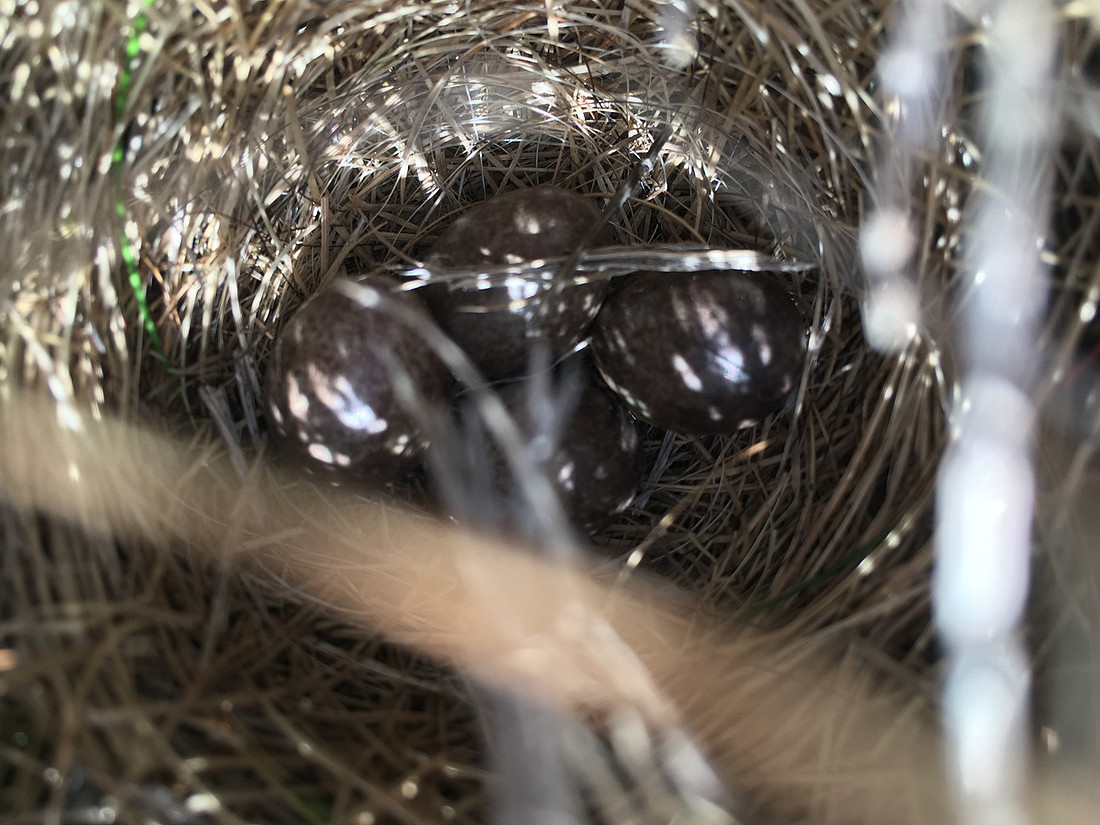 Meadow Pipit, Eyrarbakki, Iceland, June 2019 (self found)