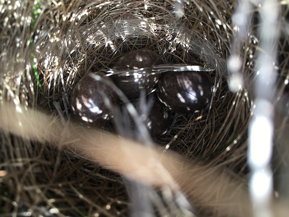 Meadow Pipit, Eyrarbakki, Iceland, June 2019 (self found)