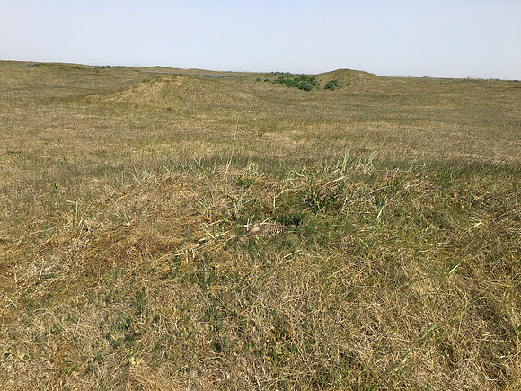 Eider Duck, Eyrarbakki, Iceland, June 2019 self found