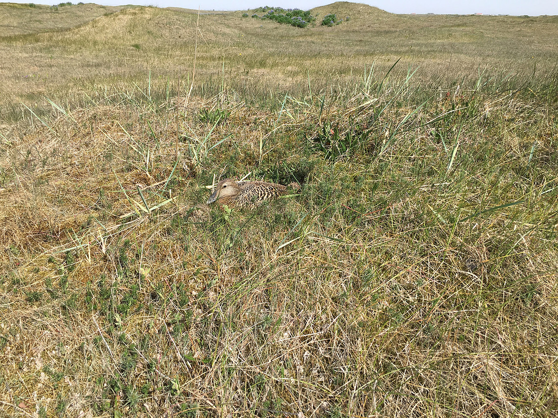 Eider Duck, Eyrarbakki, Iceland, June 2019 self found