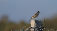 Yellow Wagtail, Larnaca Sewage works 2014