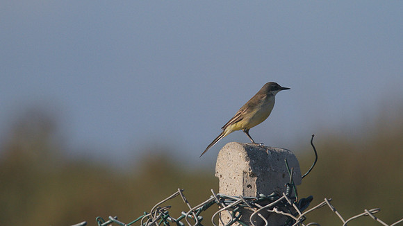 Yellow Wagtail, Larnaca Sewage works 2014