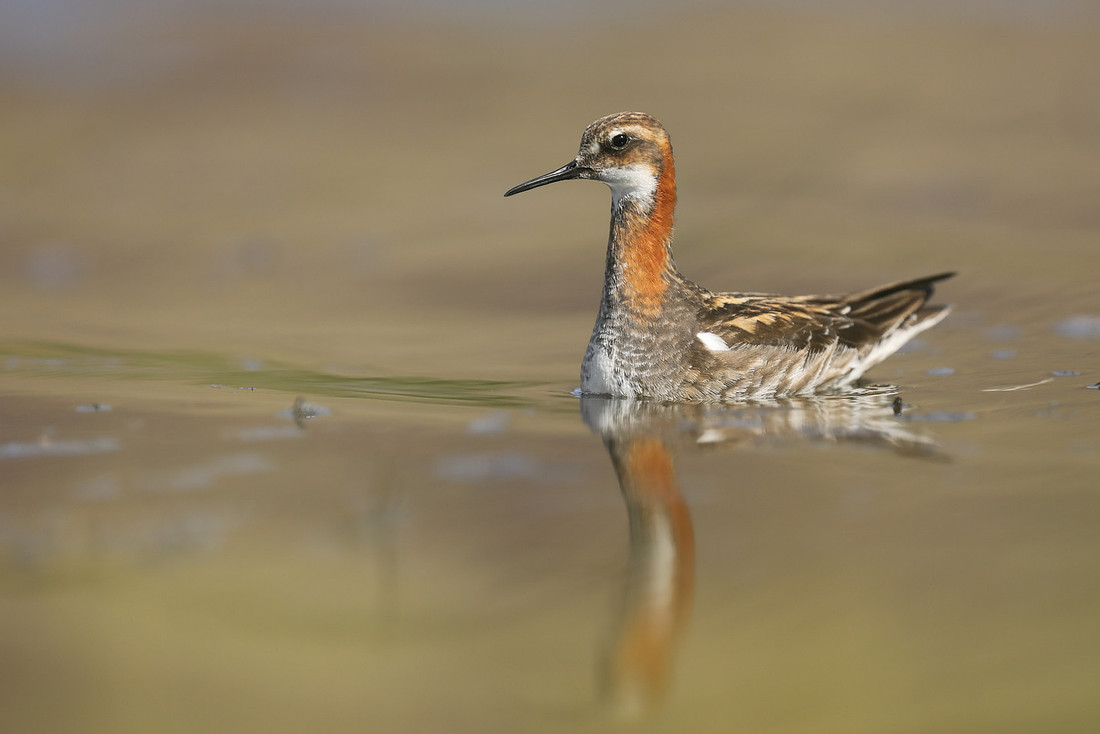 Red-necked Phalarope, Iceland, June 2019