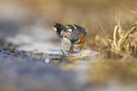 Red-necked Phalarope, Iceland, June 2019
