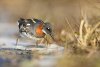 Red-necked Phalarope, Iceland, June 2019