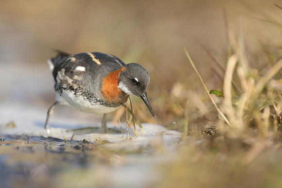 Red-necked Phalarope, Iceland, June 2019