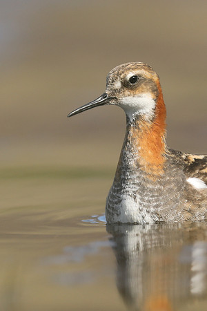 Red-necked Phalarope, Iceland, June 2019