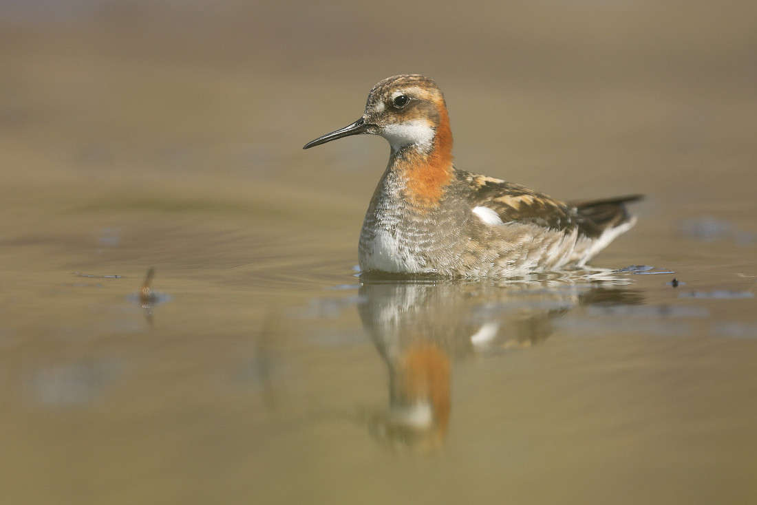 Red-necked Phalarope, Iceland, June 2019.