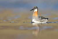 Red-necked Phalarope, Iceland, June 2019