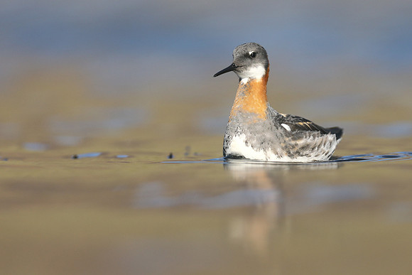 Red-necked Phalarope, Iceland, June 2019
