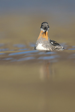 Red-necked Phalarope, Iceland, June 2019