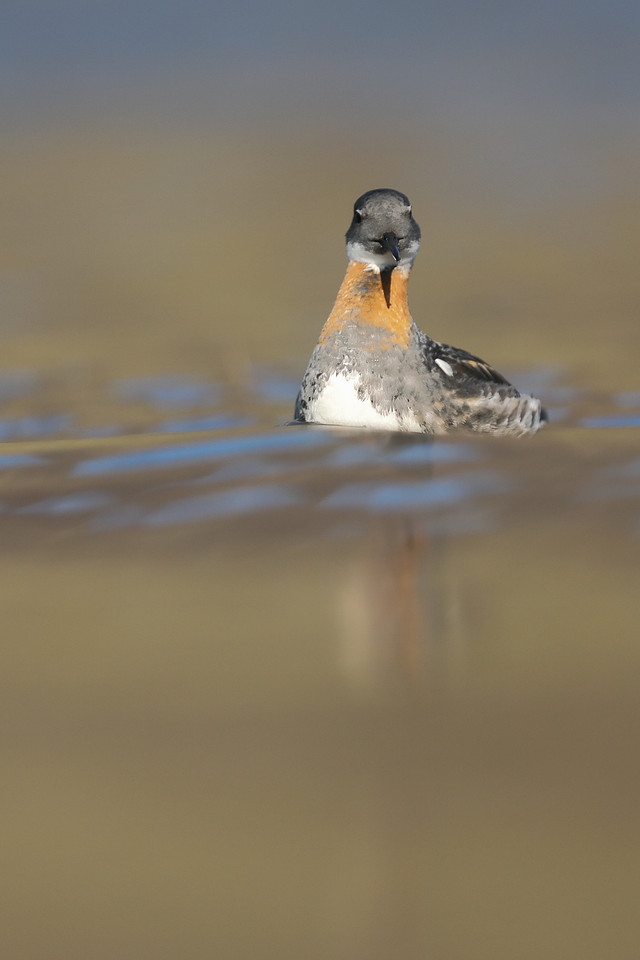 Red-necked Phalarope, Iceland, June 2019