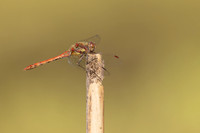 Common Darter