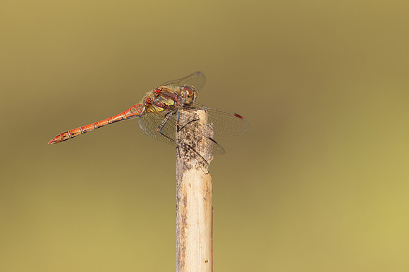 Common Darter, Oldbury Power Station, September 2023