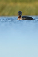 Red-Throated Diver, Floi, Iceland, June 2019