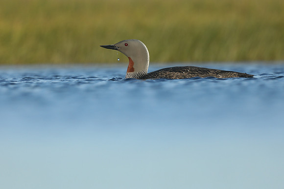 Red-Throated Diver, Floi, Iceland, June 2019
