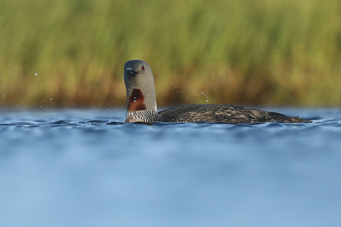 Red-Throated Diver, Floi, Iceland, June 2019
