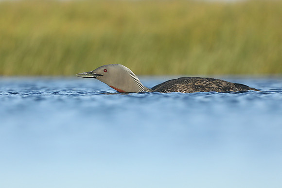 Red-Throated Diver, Floi, Iceland, June 2019