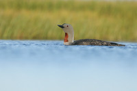 Red-Throated Diver, Floi, Iceland, June 2019