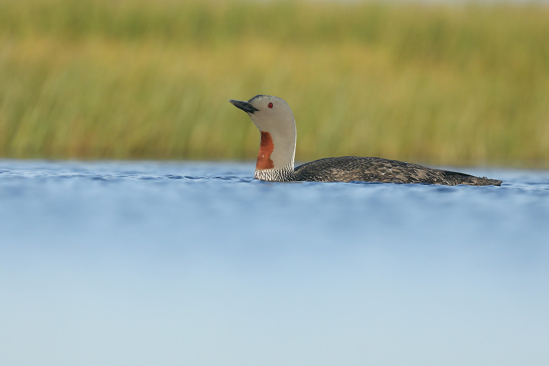 Red-Throated Diver, Floi, Iceland, June 2019
