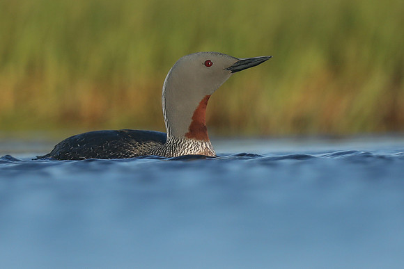 Red-Throated Diver, Floi, Iceland, June 2019