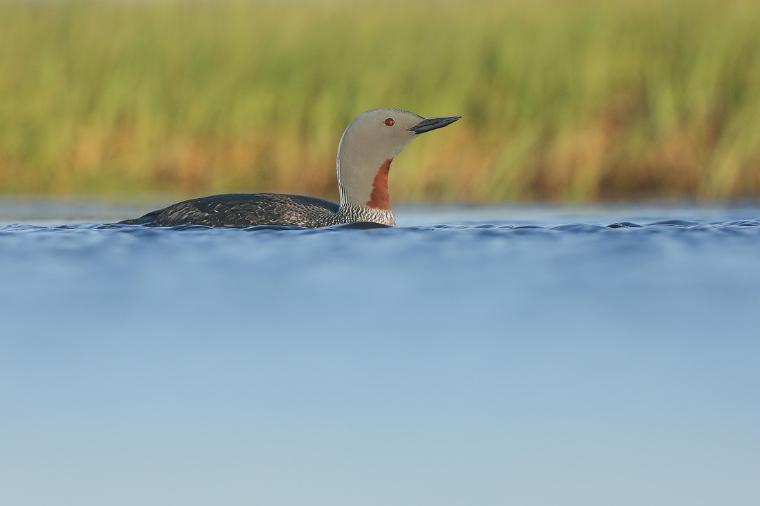Red-Throated Diver, Floi, Iceland, June 2019