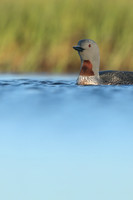 Red-Throated Diver, Floi, Iceland, June 2019