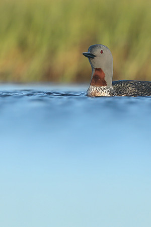 Red-Throated Diver, Floi, Iceland, June 2019