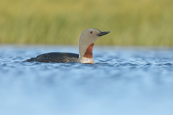 Red-throated Diver