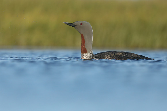 Red-Throated Diver, Floi, Iceland, June 2019