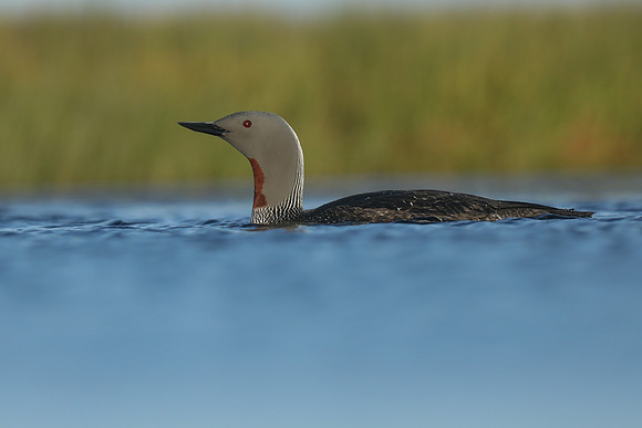 Red-Throated Diver, Floi, Iceland, June 2019