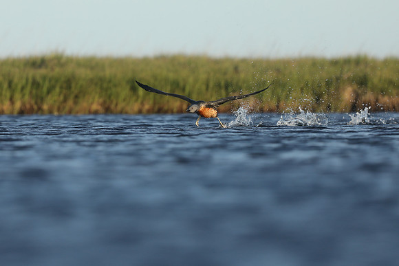 Red-Throated Diver, Floi, Iceland, June 2019
