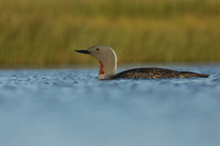 Red-Throated Diver, Floi, Iceland, June 2019