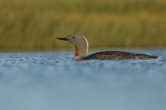Red-Throated Diver, Floi, Iceland, June 2019