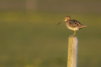 Snipe, Floi, Iceland, June 2019