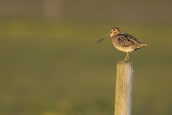 Snipe, Floi, Iceland, June 2019