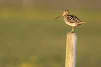 Snipe