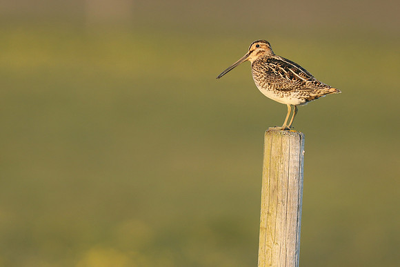 Snipe, Floi, Iceland, June 2019.