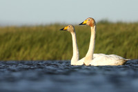 Whooper Swans, Floi, Iceland, June 2019