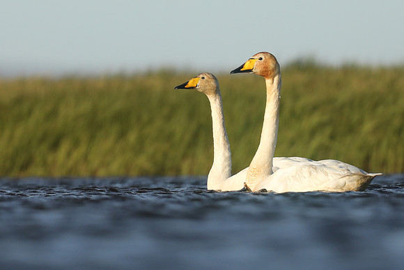 Whooper Swans, Floi, Iceland, June 2019
