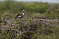 Greylag Goose, Þingvallavatn, Iceland, June 2019