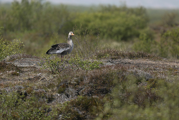 Greylag Goose, Þingvallavatn, Iceland, June 2019