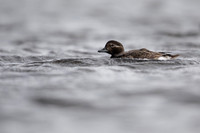 Long-tailed Duck