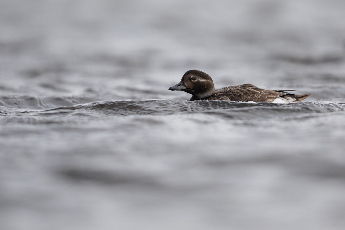 Long-tailed Duck, Raufarhofn, June 2022.