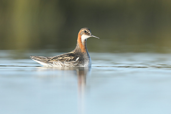 Red-necked Phalarope, Floi Bird Reserve, June 2019
