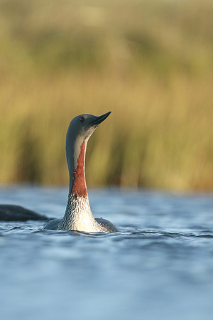 Red-throated Diver