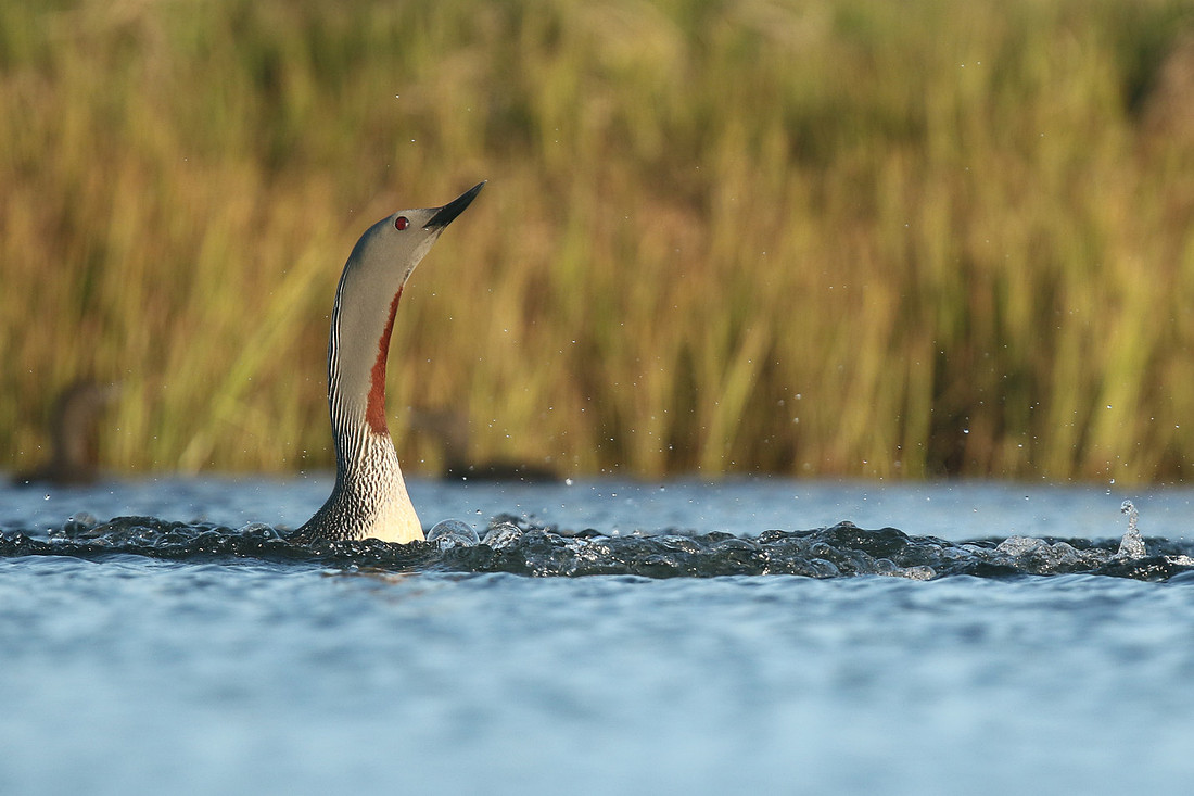 Red-throated Diver