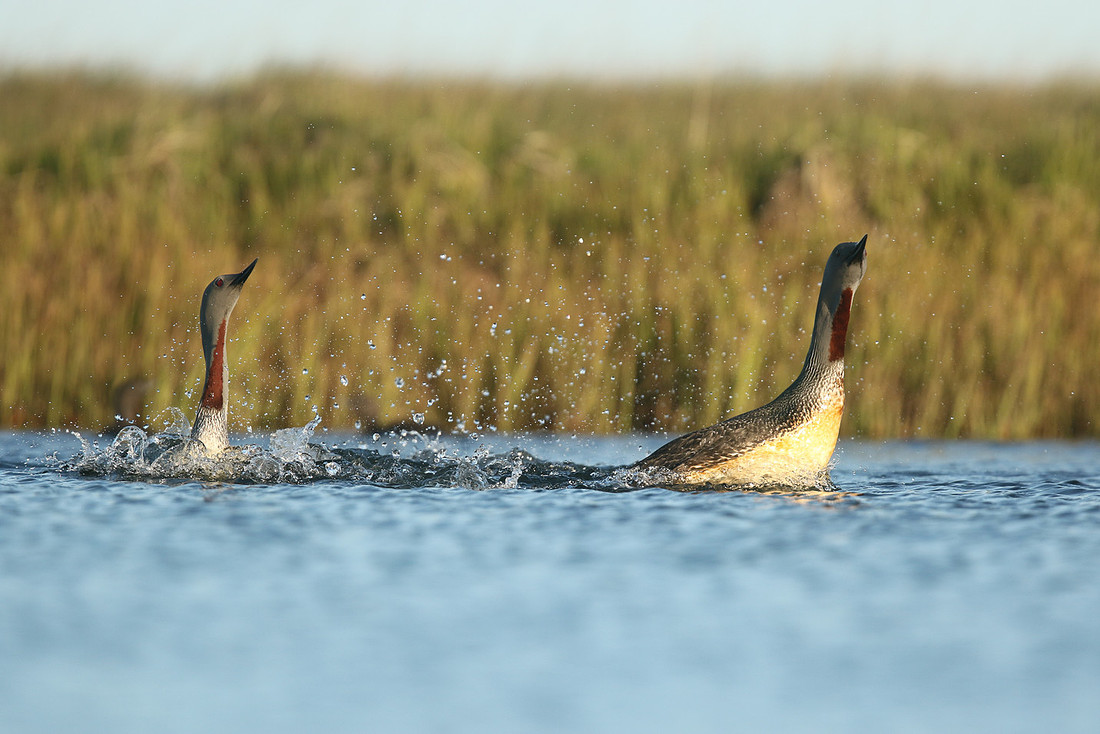 Red-throated Diver
