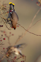 Waxwing, Rodbrough Common, January 2024
