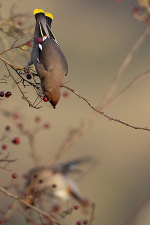 Waxwing, Rodbrough Common, January 2024